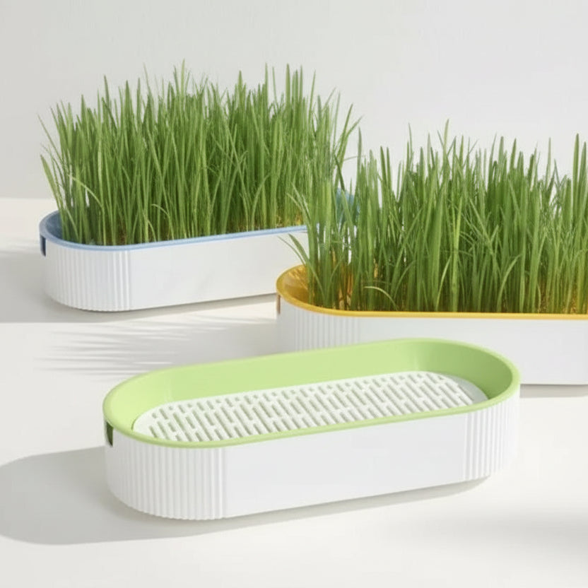 Hydroponic Cat Grass Kit